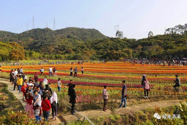 清溪开启"人从众"模式,禾雀花成了最近清溪的网红,还惊动了央视