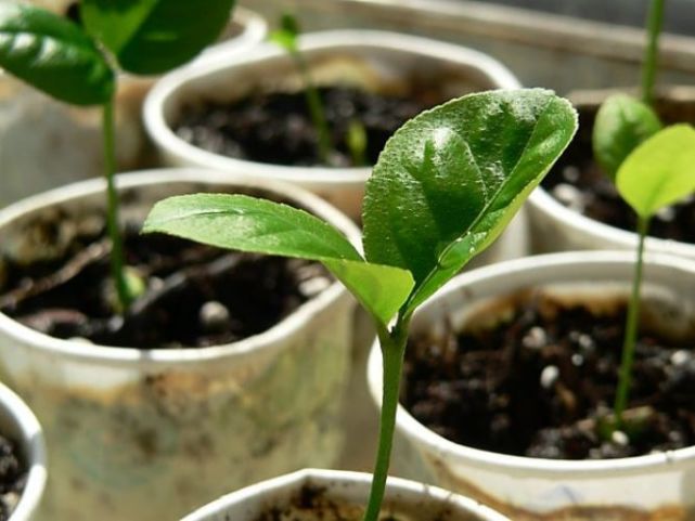 家世混乱的柑橘属植物中,有一些很适合拿来种,比如橘子,柚子,柠檬.