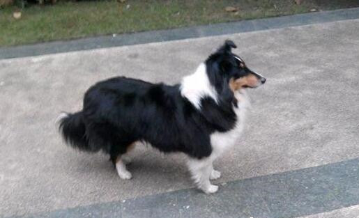 喜乐蒂牧羊犬的颜色