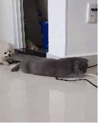 狗狗咬住猫咪的尾巴往后面拖,猫竟丝毫没有反应,脾气太好了吧!