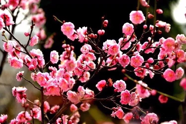 梅花是中国传统名花,它不仅以清雅俊逸的风度使古今诗人画家为它赞美