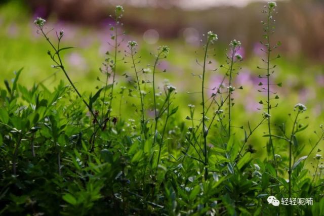 春在溪头荠菜花