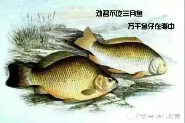 劝君莫食三月鲫,万千鱼仔在腹中.