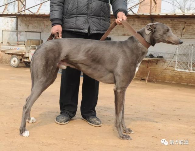南宫犬业种公犬:闪电492