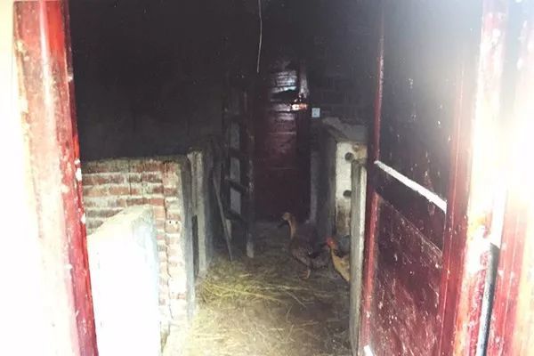 太奇葩!邵阳一偷鸡贼被发现 狡辩称为防狗咬捉