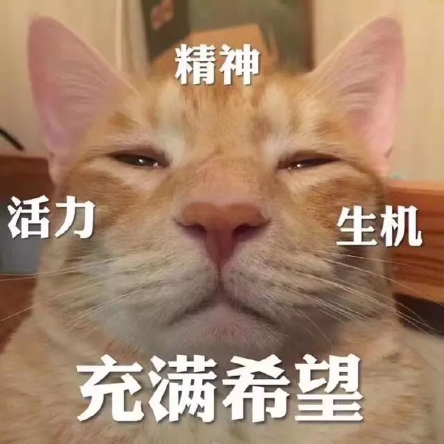 猫咪表情包:没人疼没人爱我是地里一颗小白菜