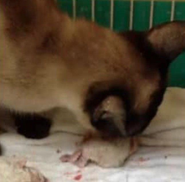 一窝小猫全被母猫咬死了,主人吓呆了,网友称:这猫留不