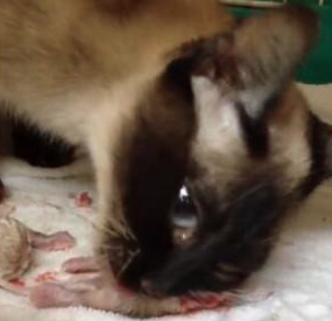 一窝小猫全被母猫咬死了,主人吓呆了,网友称:这猫留不