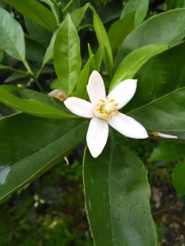 江市黔城镇茶溪村柑橘花柚子花路线赏花点芷江县芷江机场大门附近