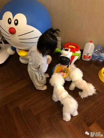 从图片看好像是陈赫的女儿在给两个小狗狗喂吃的,这画面很好暖,很