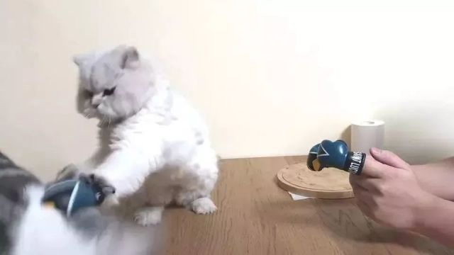 猫咪和主人比试拳击,被主人戏虐正生气,这时奶牛猫路过