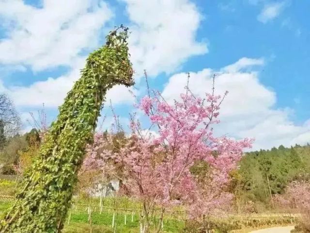 广元市昭化区柏林湖国家湿地公园 的核心组成部分是樱花谷