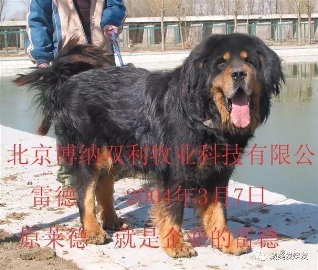 獒学步铁包金系列犬只档案