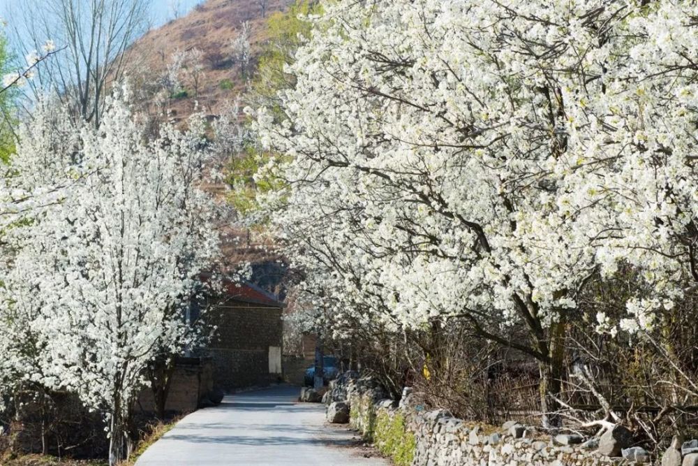 满树梨花满树春,安丘2021年梨花节即将盛大启幕,让我们相约梨花节