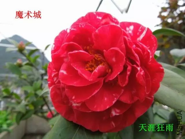 山茶花品种:魔术城 山茶花品种:鸳鸯凤冠 山茶花品种:雪塔 山茶花