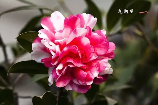 期望山茶花品种:花样红山茶花品种:花月红山茶花品种:霍维山茶花品种