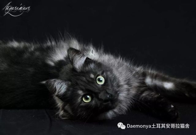 这是一只烟黑色的土耳其安哥拉猫    烟蓝色   蓝色的猫咪是