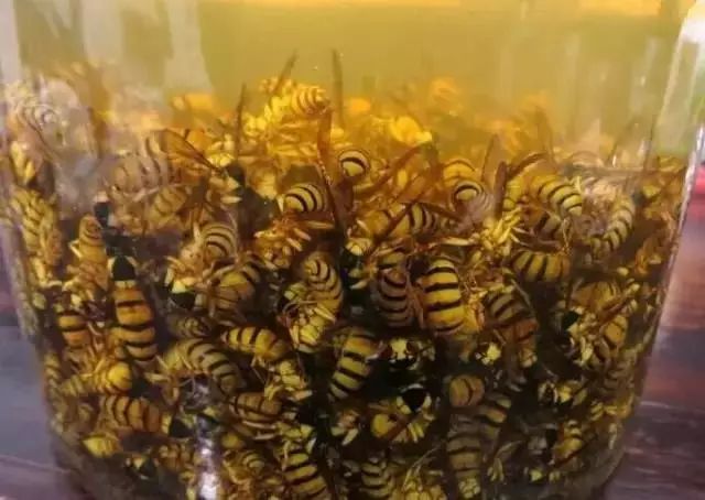 黄蜂黄蜂又称为"胡蜂","蚂蜂"或"马蜂",是一种分布广泛,种类繁多
