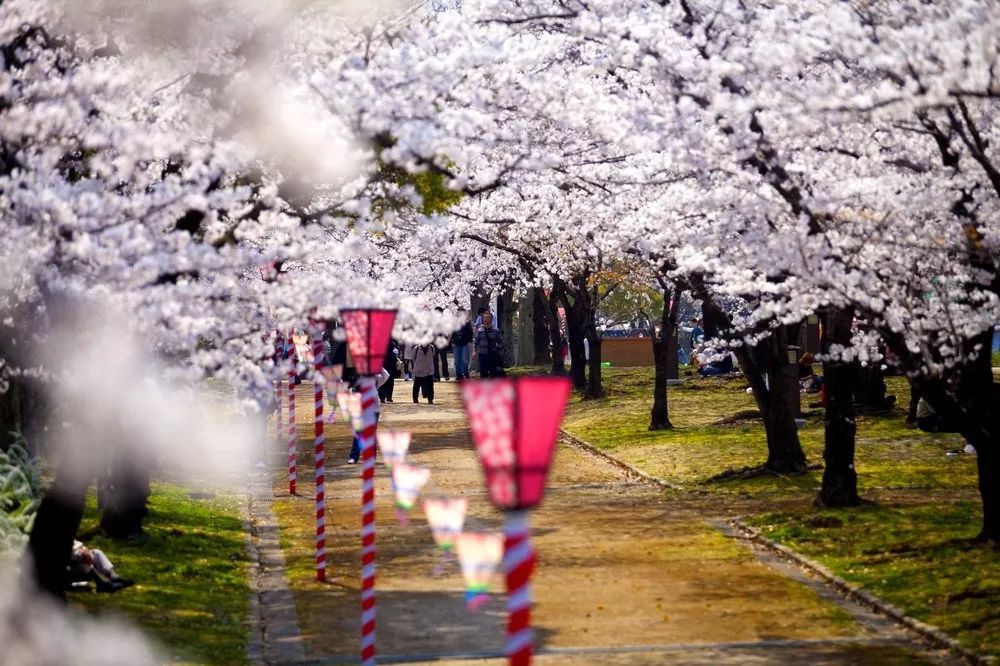 2019年日本樱花最前线,这篇就够了!小众+浪漫