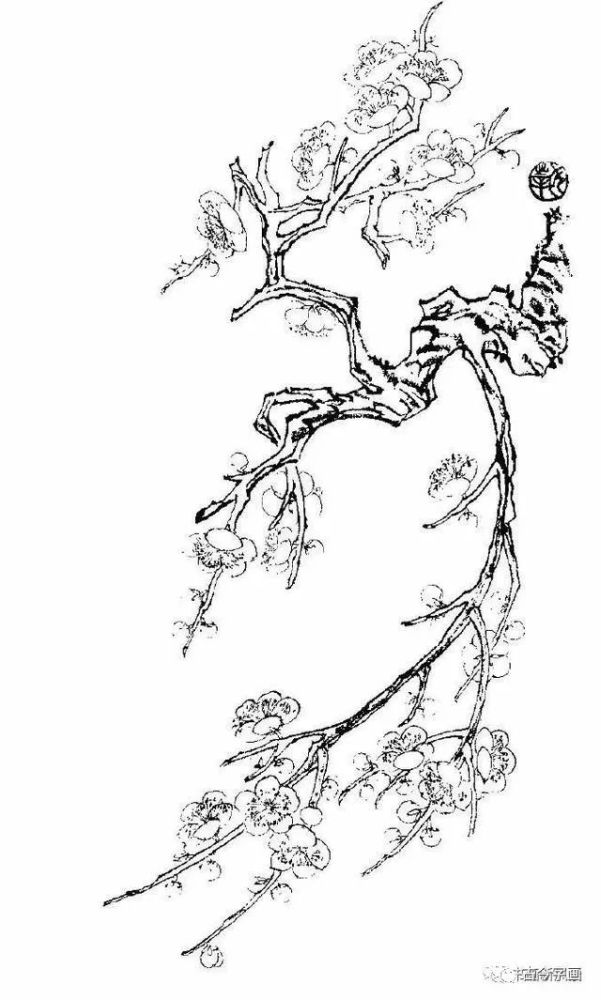 又一组梅花白描画谱!老树虬枝,苍劲高洁!