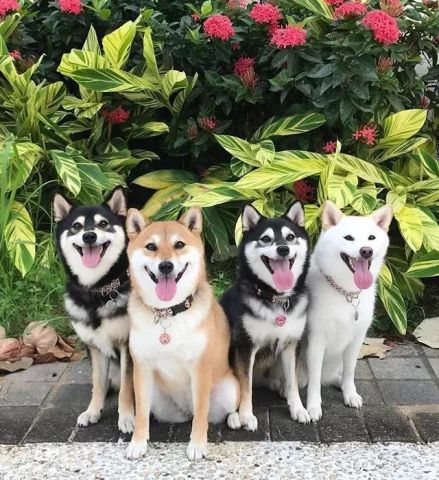 柴犬原来有4种颜色,除了赤柴,黑柴,白柴还有什么?