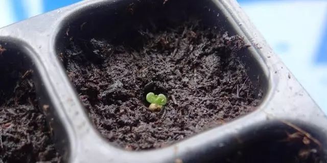 四季海棠播种到开花的全纪录