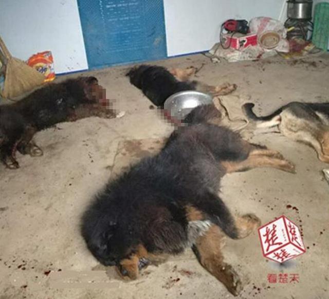 安陆七旬婆婆遭藏獒围咬 特警十枪射杀4只恶犬