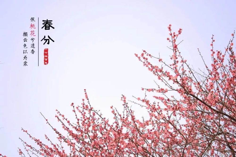 春分三候所代表的花信为"一候海棠,二候梨花,三候木兰.