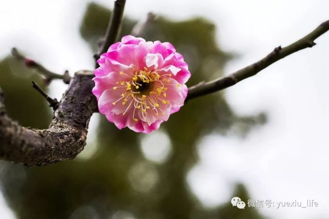 冬季梅花春天秀