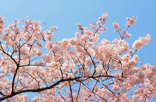2018日本樱花开放时间、地点最新攻略| 日本签