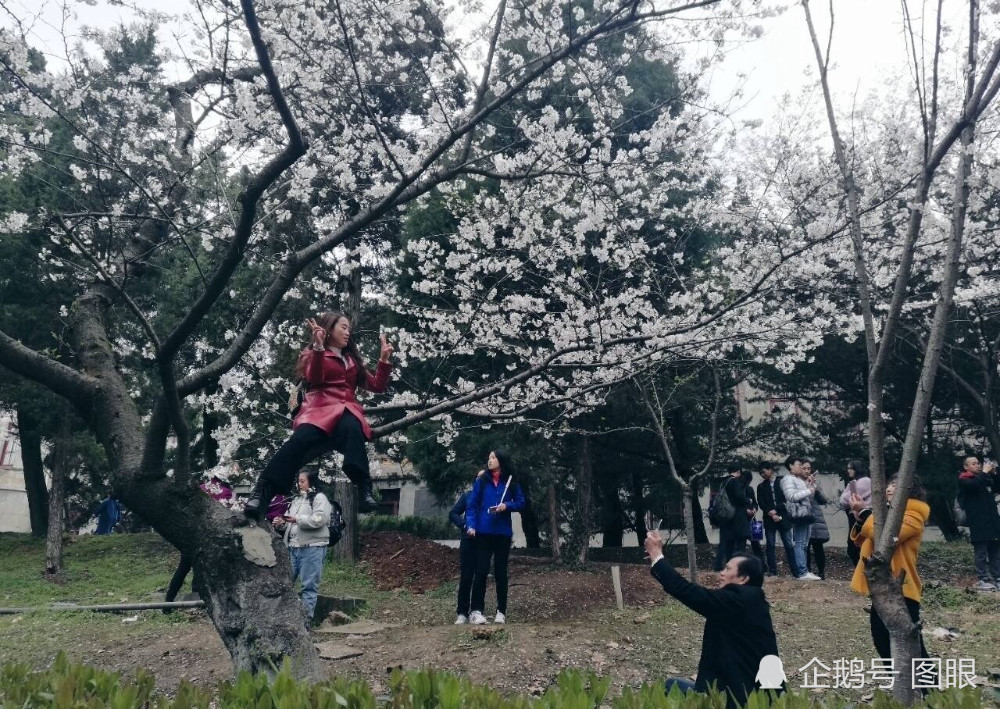 上万游客挤爆武大 爬树摘花遭怒斥曝光