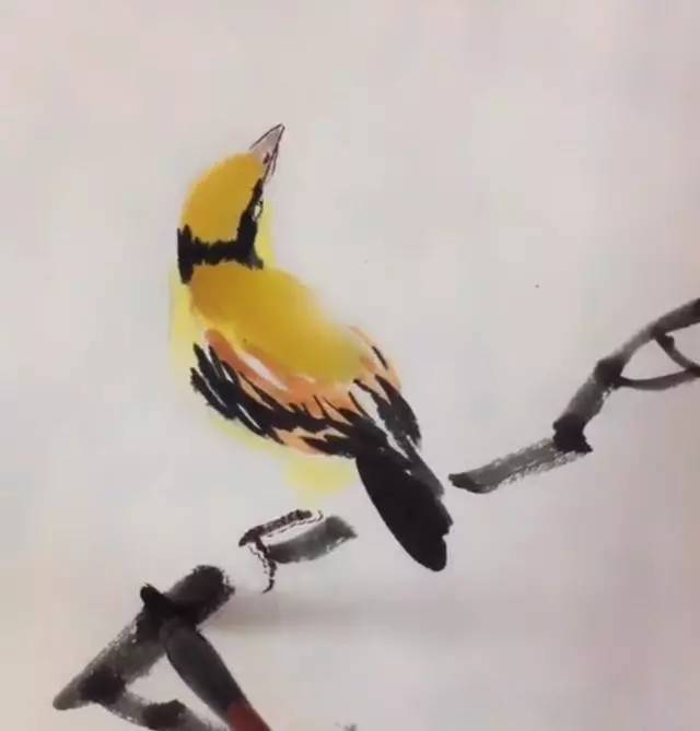 一步一步学画黄鹂鸟