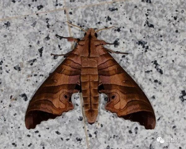 枇杷六点天蛾(marumba spectabilis),天蛾科