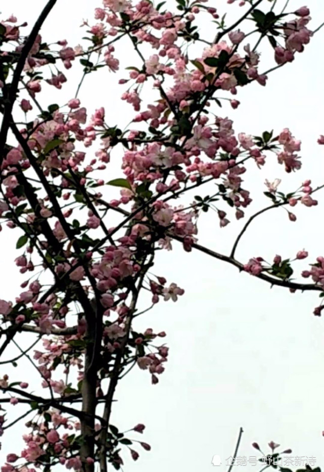 踏青:桃花儿开在树上 桃花儿开在枝头上