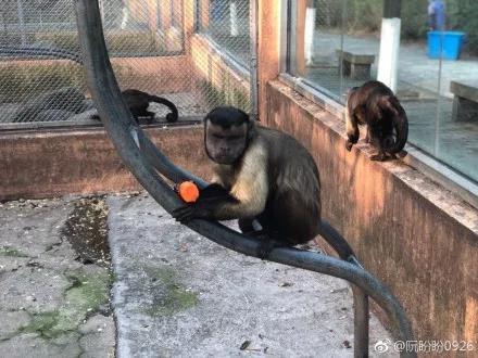 这只猴子长得极似人脸 网友:身体里住着人类的灵魂