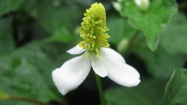 houttuynia alias侧耳,猪鼻,沟草,鱼腥草,湿林地.