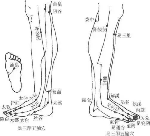 小腿上还分布着60多个穴位,足三阳经,足三阴经这六条重要经络也从小腿