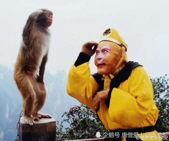 西游记拍摄中野生猴子给"猴王"六小龄童敬礼的经典照片竟是造假?