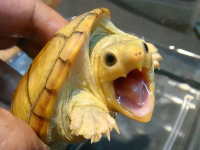 它是17年价格暴增的蛋龟!据说也是可玩性最好