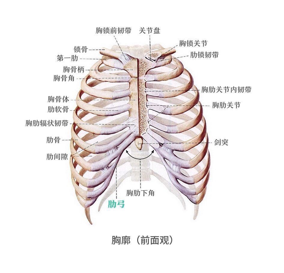 人体肋骨分为12对,前端第1-7肋借软骨与胸骨相连接,称为真肋;第8-12