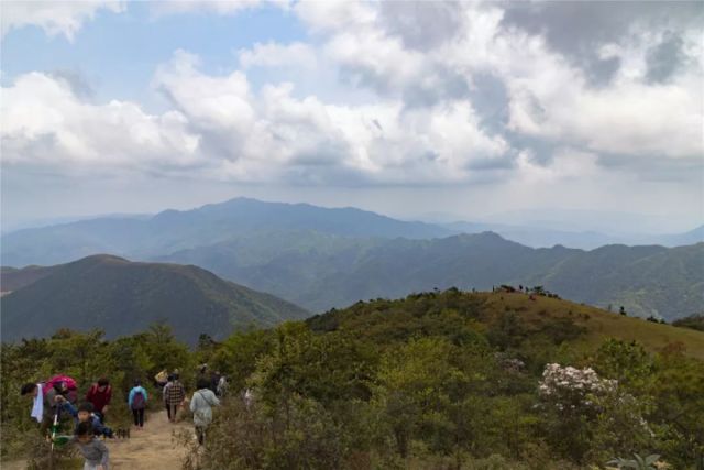 八排山上野生杜鹃怒放,茂名阳江云浮的人都来了!