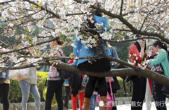 男子在武大猛摇樱花树引游客叫好,网友:素质问