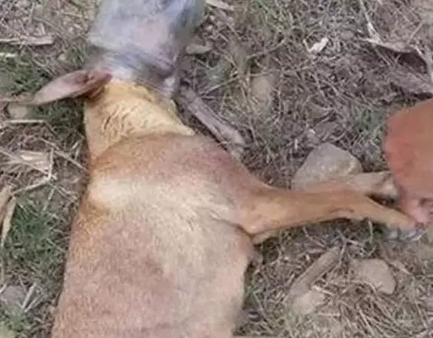 小狗几经挣扎最终被活活烧死 喂养的流浪狗在外出的时候 被一群用