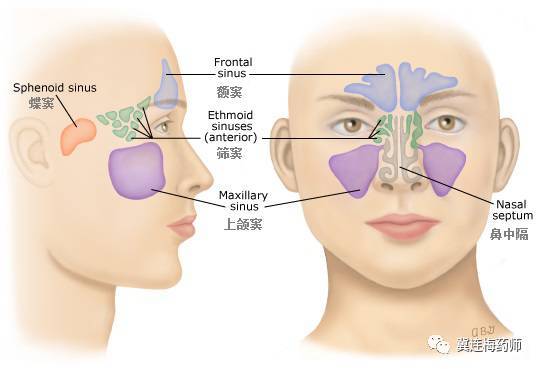 太知道的是,在鼻腔的周围,还对称地分布着四对含气的腔道,分别叫额窦