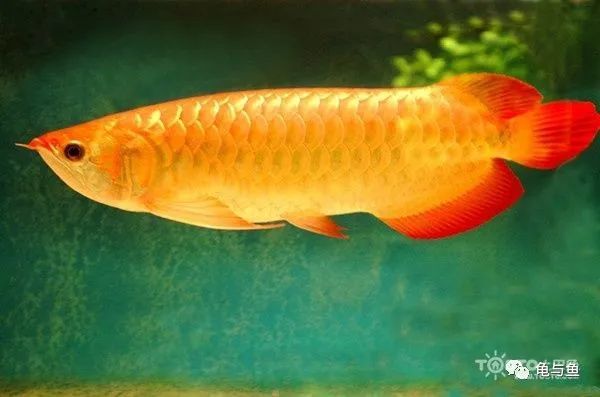 【金龙鱼】金龙鱼挑选之四句真言