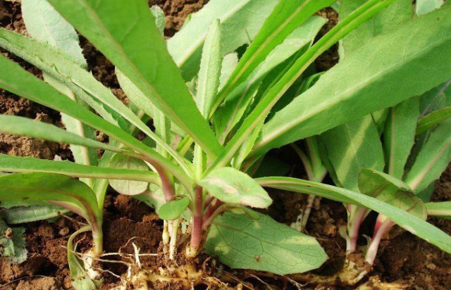 山河又到挖野菜的时候了走看图挖菜去