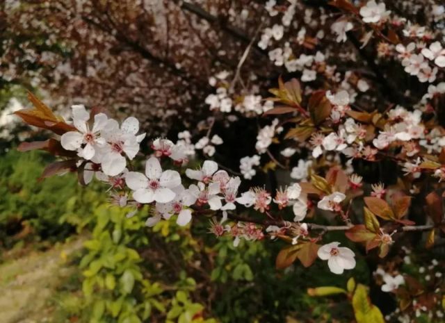 朋友圈里的樱花,可能是桃花,梅花,杏花