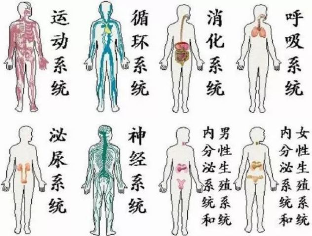 人体八大系统——呼吸系统