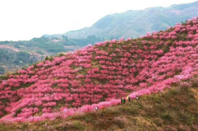 怀化中方桐木镇有多少人口_怀化中方一中图片