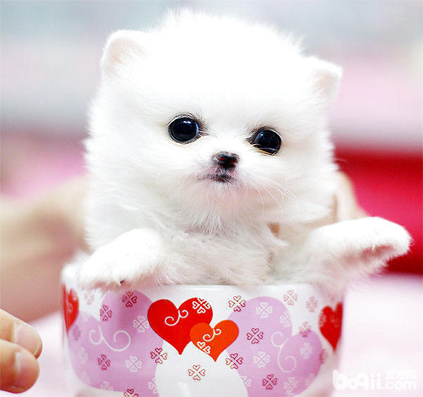 世界上最小的狗狗,最后一只可爱的小模样真是萌翻了!